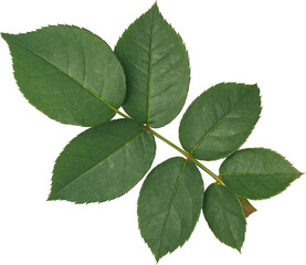 close-up of rose plant leaves or foliage isolated white background, bright green color with serrated or toothed edges