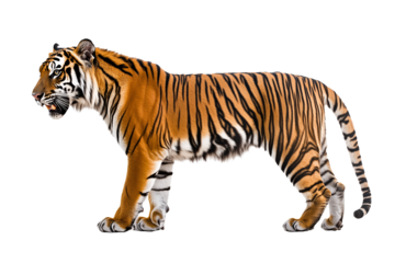 Majestic tiger in side view with vibrant stripes, muscular build, sharp teeth, and realistic fur texture, isolated with studio lighting in high detail.
