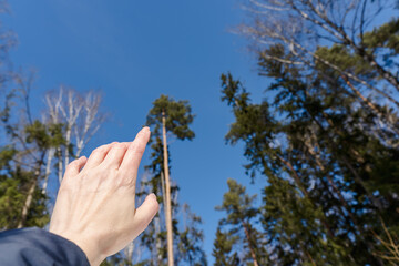 A close-up of a hand reaching toward the sky, framed by tall trees and a clear blue background. The image conveys themes of connection with nature, hope, and aspiration.