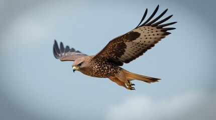 Award-Winning Masterpiece: Falcon in Flight