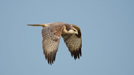 Fototapeta premium Majestic Falcon in Flight