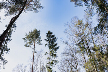 trees against blue sky in the forest, trees frame