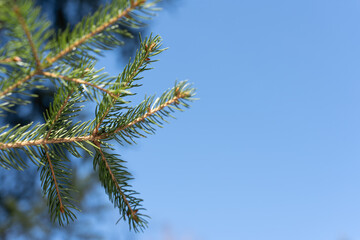 Obraz premium pine tree branch against blue sky, card with space for text