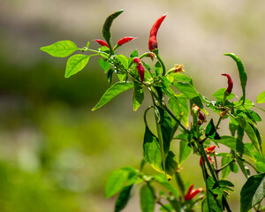 Red chili peppers against a blurred background of greens