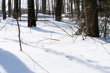 footprints in the snow in winter parkA tranquil winter forest scene with fresh snow covering the ground, featuring animal tracks leading through the trees.