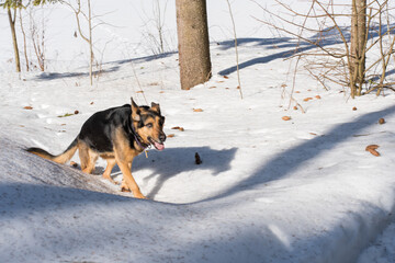 dog in snowy natural park