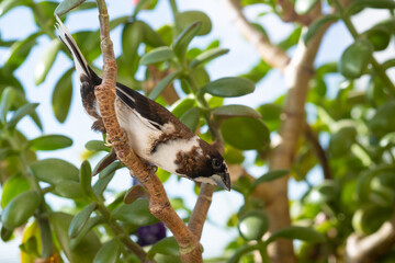 A small bird Lonchura striata domestica sits on a tree branch and looks down curiously