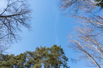 trees against blue sky, tree frame