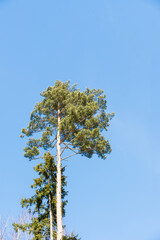tall pine trees against blue sky