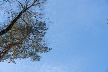 tall trees against blue sky in the forest