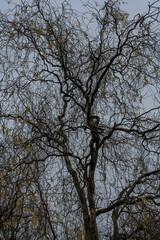 Chanteraines park. Nature in winter season. View detail of tree branches.