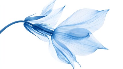 Delicate Blue Flower Petals Isolated on White Background
