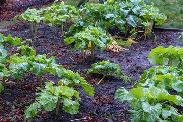 Organic cabbage growing in vegetable garden patch
