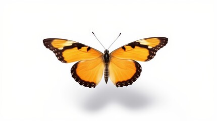 Naklejka premium Butterfly with Spread Wings on White Background