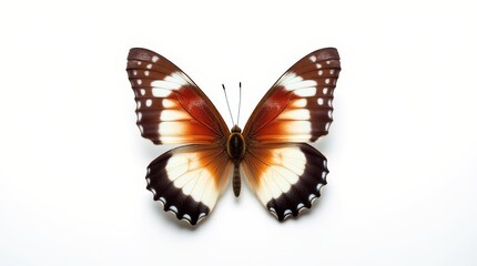 Butterfly with Spread Wings on White Background