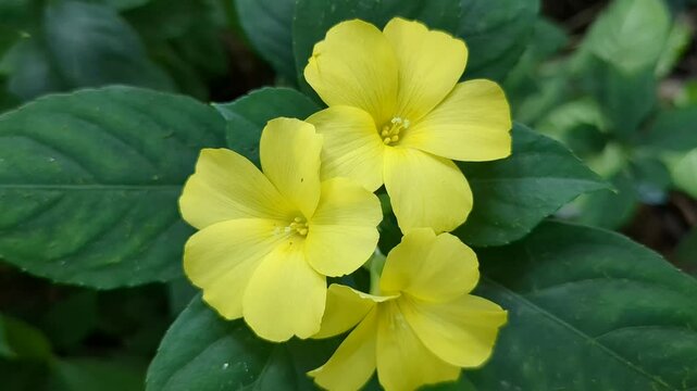 Yellow Reinwardtia Indica Flowers with Green Leaves in Natural Light