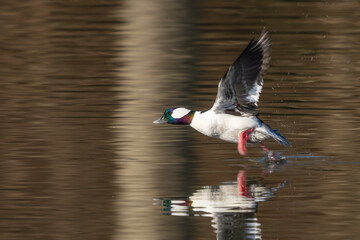 A male Bufflehead duck swimming on a pond