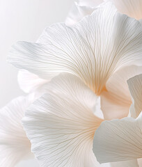 Background with white flower petals, macro detail	
