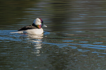 A male Bufflehead duck swimming on a pond