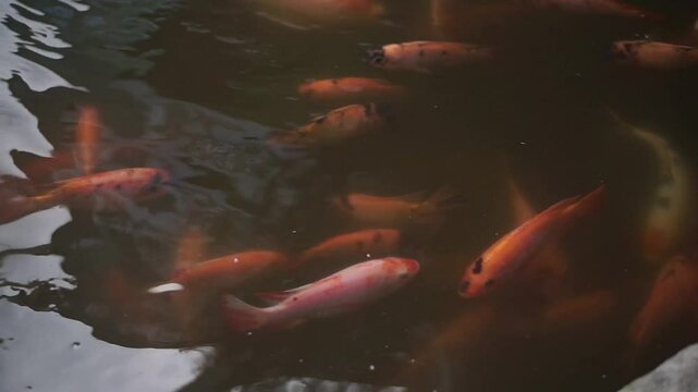 Breeding freshwater tilapia fish cultivation in aquaculture systems. Circulation in square cement pools lined with light filters is a way of life in the countryside.