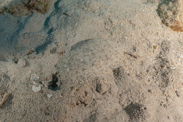 Fish swimming in the Red Sea, colorful fish, Eilat Israel
