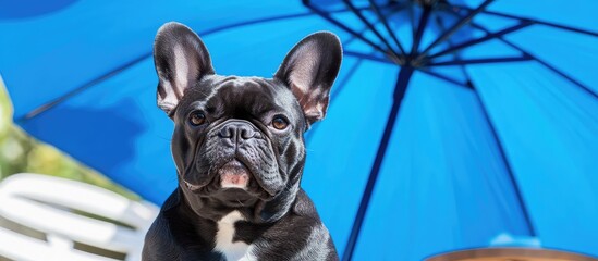 Black French Bulldog Relaxing Under Bright Blue Umbrella at Outdoor Cafe with Ample Copyspace for Text and Brand Messaging