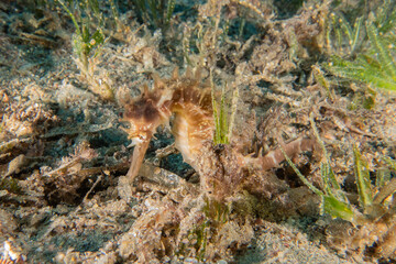 Sea Horse in the Red Sea Colorful and beautiful, Eilat Israel
