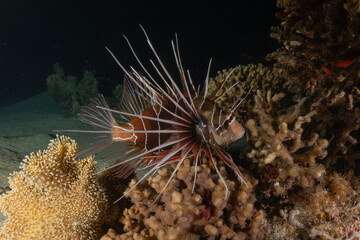 Lionfish (Pterois miles) in the Red Sea colorful fish, Eilat Israel
