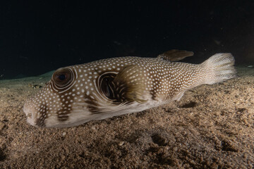 Obraz premium Fish swimming in the Red Sea, colorful fish, Eilat Israel 