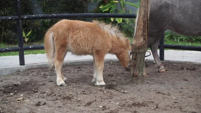 4K Horse Collection Footage or
Same with caballus
are playing
at the Zoo.