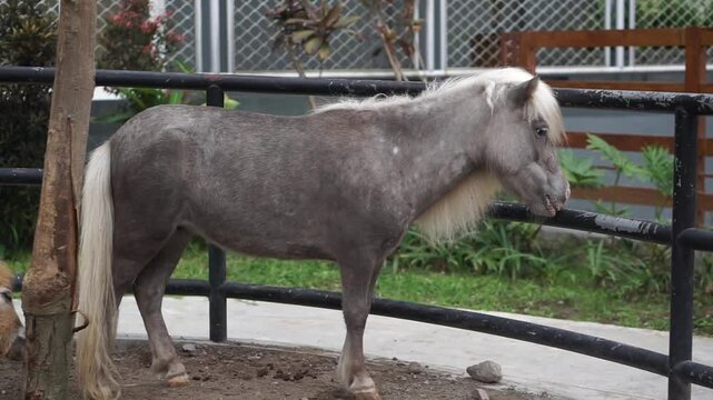 4K Horse Collection Footage or
Same with caballus
are playing
at the Zoo.