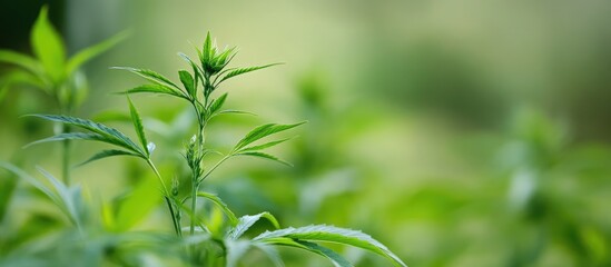 Obraz premium Hemp research in a greenhouse with a focus on quality sampling and health metrics for agricultural advancements and environmental sustainability