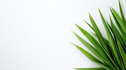Fototapeta premium Fresh lemongrass leaves arranged on a white background with ample space for text and design elements in an elegant composition