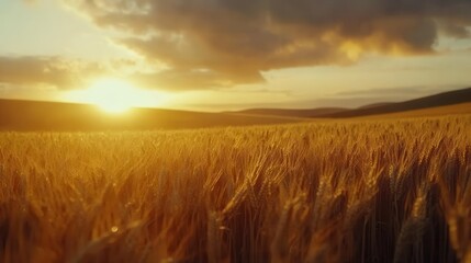 Obraz premium golden wheat field illuminated by morning sunlight breaking through dramatic clouds creating atmospheric rural agricultural landscape