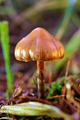 Pilz im Wald