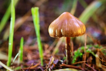 Pilz im Fichtenwald