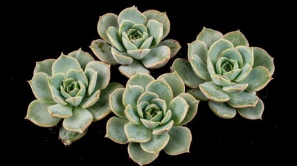 Close up of four green Echeveria succulents on black background showcasing detailed rosette structures and empty space for text placement