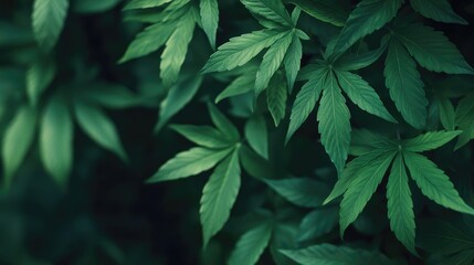 Close up of vibrant green Cannabis sativa leaves with a natural backdrop ideal for organic and herbal product promotions