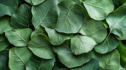 Macro shot of fresh green linden leaves creating a lush natural backdrop with space for text or branding overlay