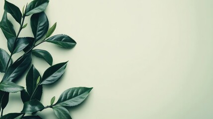 Close up of fresh green tea leaves on a soft green background highlighting organic growth and providing ample copy space for text