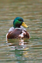 Stockente auf dem Fluss