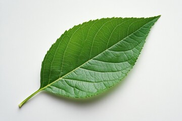 Obraz premium Fresh green leaf resting on a plain surface displaying its intricate veins and texture