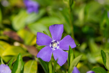 Vinca minor lesser periwinkle ornamental flowers in bloom, common periwinkle flowering plant,...