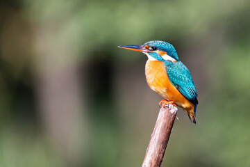 Ein weiblicher Eisvogel sitzt auf einem Ast und wartet