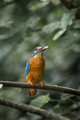 Ein Eisvogel sitzt mit einem Fisch im Schnabel auf dem Ast und wartet auf das Weibchen