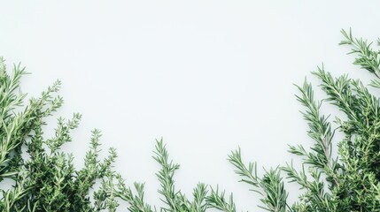 Close up of rosemary sprigs creating a serene green backdrop ideal for text placement on a clean white background