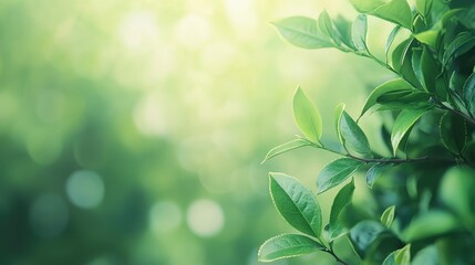 Fresh green tea leaves on a tea plant in spring with a soft blurred background creating space for text or marketing purposes.
