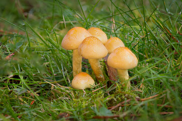 A close up of a group of fungi in the grass. The six sulphur tuft have drops of morning dew on them and there is space for text around them