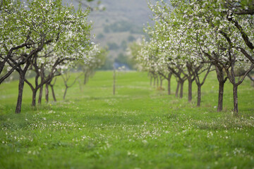 Fototapeta premium Generated image