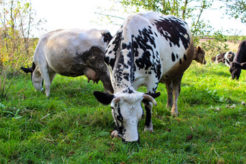 Close-up of a grazing cow with  black, and white markings in a lush green meadow. A vibrant and natural rural scene, perfect for agriculture-themed projects, eco-friendly designs, and farm-related con